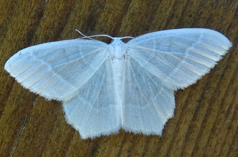 Jodis lactearia - Geometridae